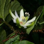 Passiflora lobata