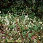 Lycopodium × zeilleri Elinympäristö