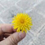 Taraxacum campylodesFlower