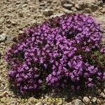 Thymus nervosus অভ্যাস