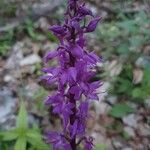 Orchis masculaFlower