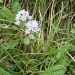 Scilla verna Habitus