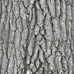 Quercus castaneifolia 樹皮