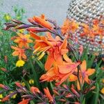 Crocosmia × crocosmiifloraFleur