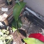 Aspidistra elatiorഇല