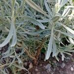 Lavandula latifolia Levél