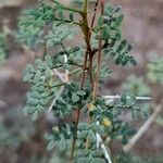 Prosopis strombulifera Hostoa