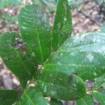 Macrolobium multijugum Leaf