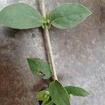 Gymnema sylvestre ᱥᱟᱠᱟᱢ