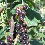 Ribes magellanicum Fruto