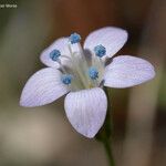 Gilia achilleifolia 花