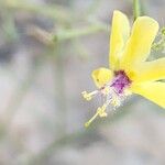 Verbascum farsistanicum Fleur