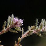 Thymus dolomiticus Ostatní