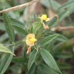 Stylosanthes fruticosa Blüte