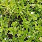 Lindernia dubia 形態