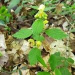 Lamium galeobdolonLeaf