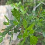 Searsia tripartita Leaf