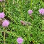 Cirsium arvenseLeaf