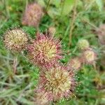 Acaena novae-zelandiae Fruit