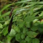 Lathyrus niger ഇല