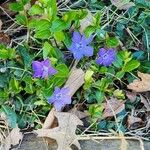 Vinca minor花