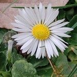 Bellis perennis 花