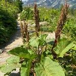 Rumex alpinusFlor