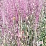 Muhlenbergia capillaris পাতা