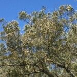 Acacia heterophylla Хабит