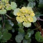 Chrysosplenium alternifoliumFleur