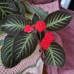 Episcia cupreata Deilen