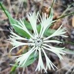 Centaurea cheiranthifolia Blodyn