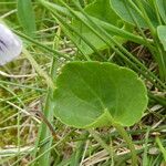 Viola palustris 葉