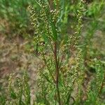 Dysphania ambrosioides Leaf