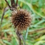 Dipsacus sativus Fruit