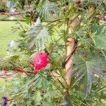 Ipomoea hederifolia Blad