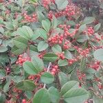 Cotoneaster meiophyllus Otro