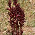 Orobanche foetida Alkat (teljes növény)