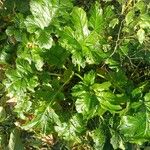 Acanthus mollisLeaf
