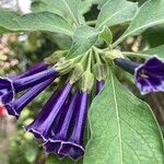 Iochroma cyaneum Blomma