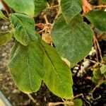 Fuchsia triphylla Blad