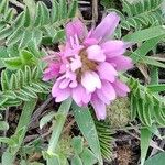 Astragalus glaux Flower