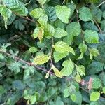 Carpinus orientalis Blad