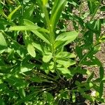 Euphorbia corollata Blatt