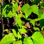 Prosartes maculata Levél