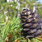 Pinus albicaulis Fruit