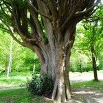 Zelkova carpinifolia Bark