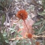 Hyptis atrorubens Flower