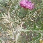 Cirsium echinatum Blüte