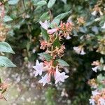 Abelia x grandiflora Flor